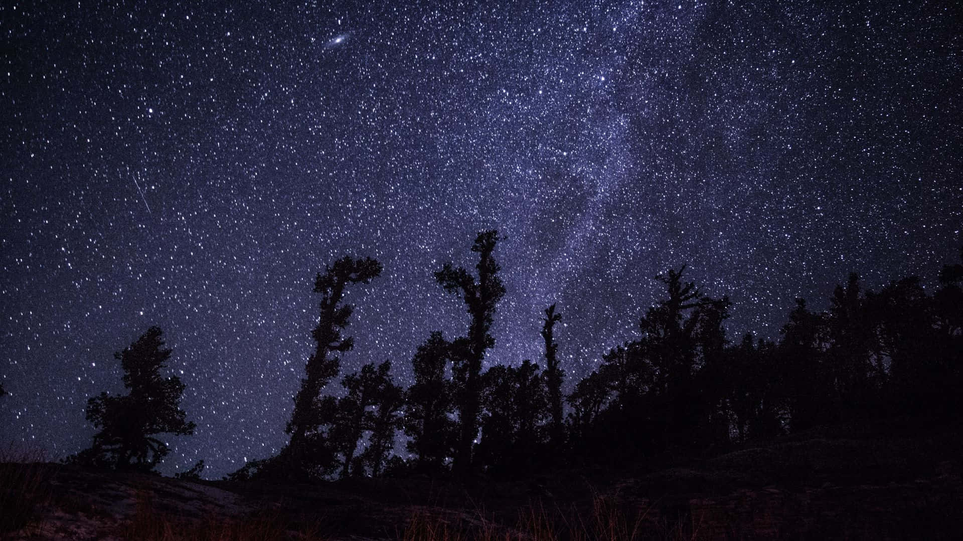 在充滿活力的星空下，黑暗的樹木剪影，銀河可見。