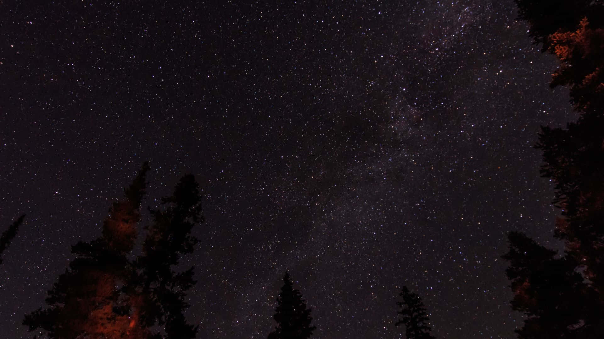 星空之夜，銀河在溫暖光芒的松樹剪影上方。