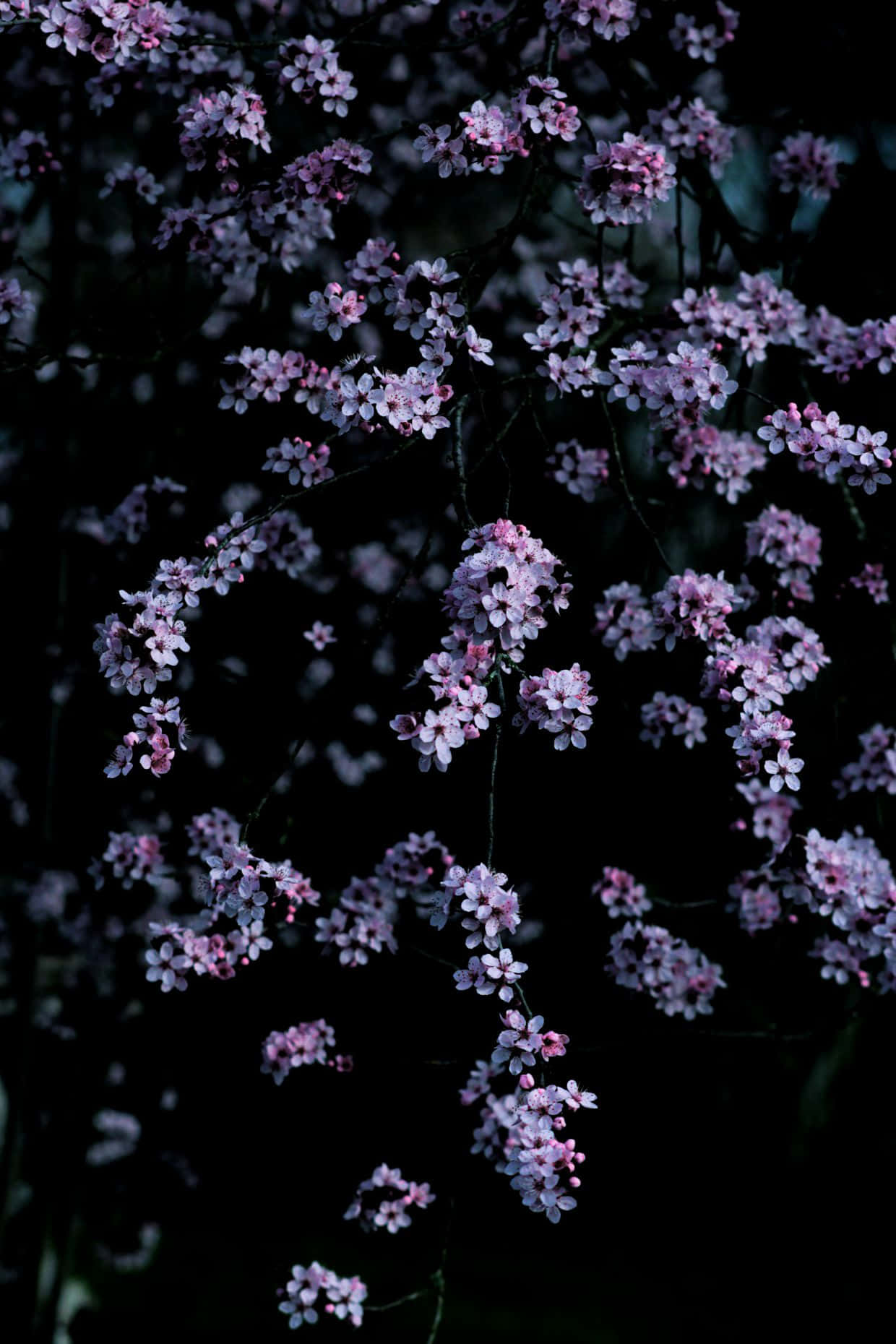 粉紅櫻花在深色背景下柔和發光。
