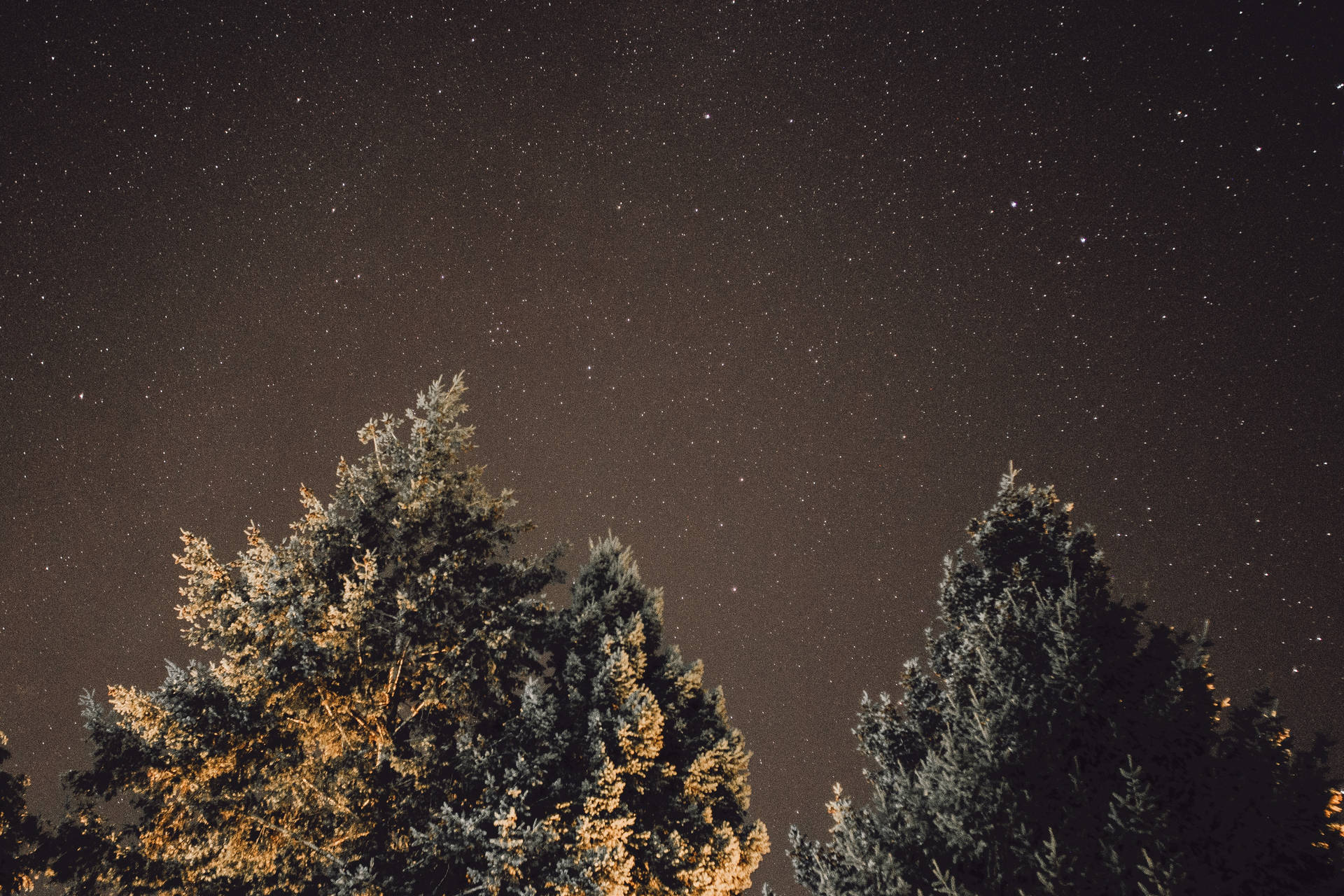 繁星夜空下的常綠樹，樹枝上有溫暖的照明。