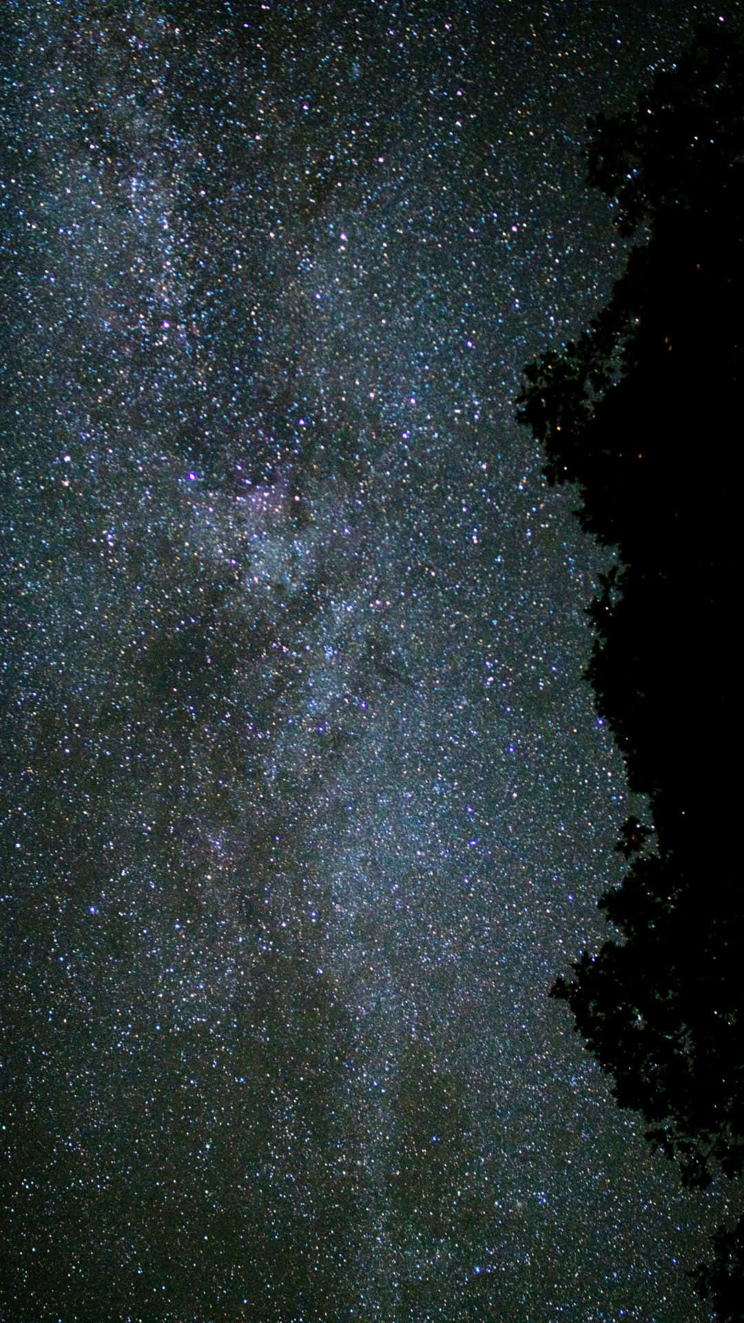 夜晚樹影上方有星星的銀河系。
