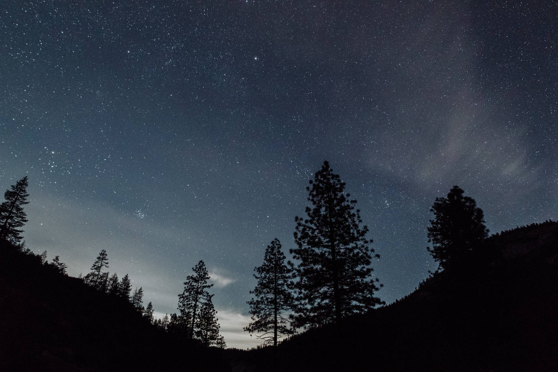 剪影的松樹在星空夜空下，帶有微弱的雲。