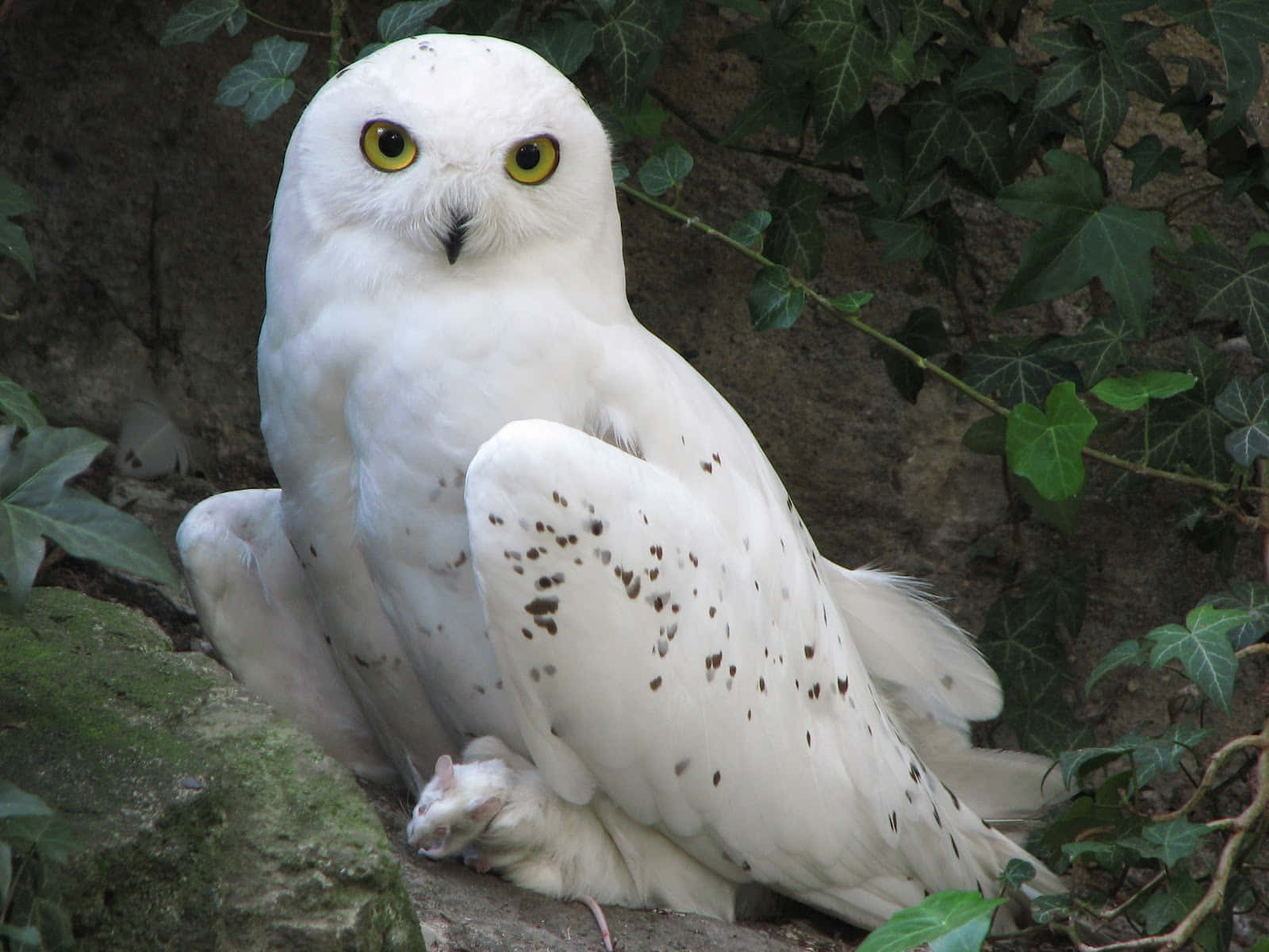雪鴞在長滿苔蘚的石頭上抓著獵物，周圍環繞著常春藤