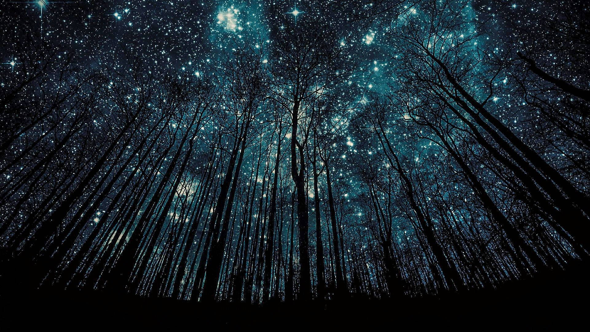 森林樹木在散發宇宙藍光的星空夜空襯托下形成剪影。