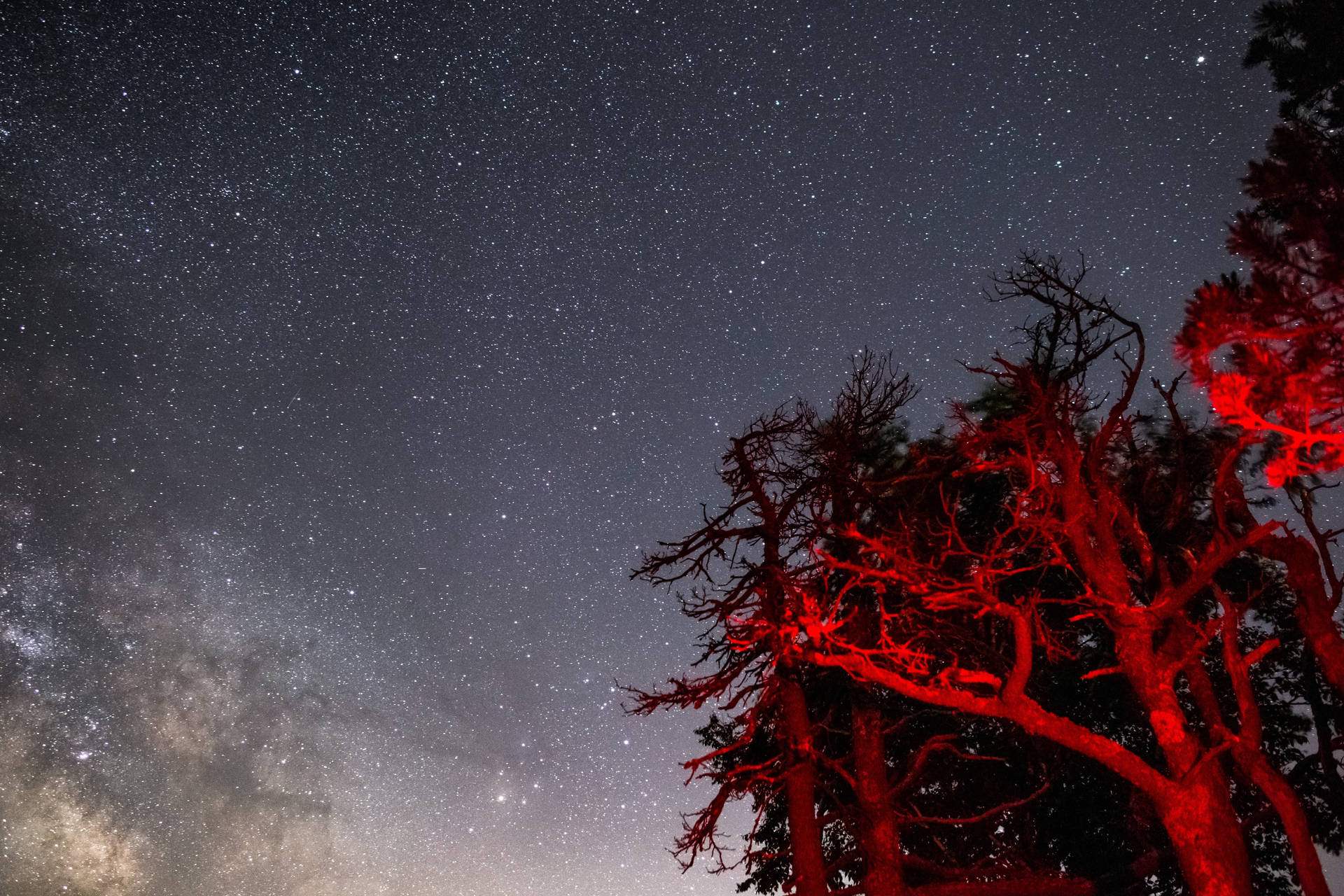 繁星夜空下泛紅光的樹木，銀河可見 — 深紅色動圖 壁紙