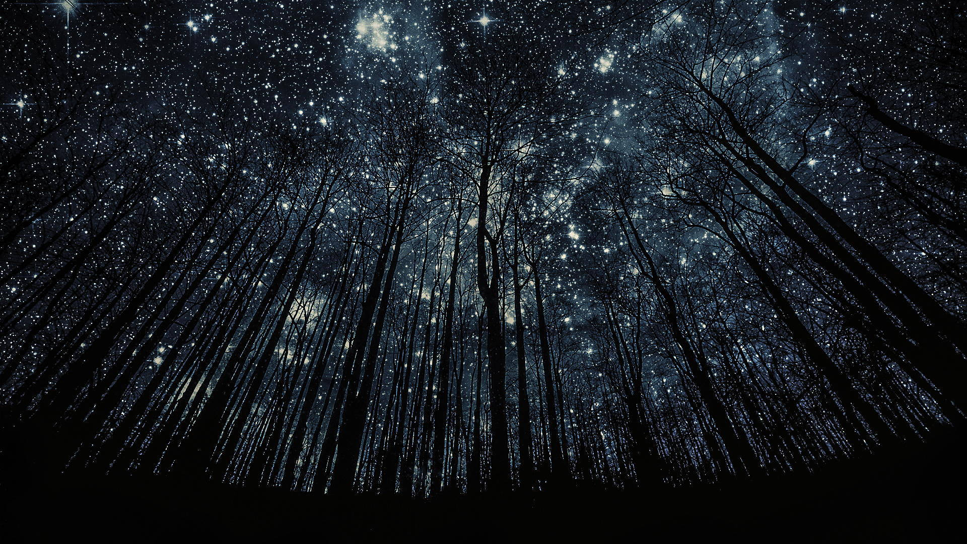 星空森林最佳桌面壁紙 壁紙 — 剪影樹木穿過茂密的閃爍星星樹冠，伸向深藍色的夜空。