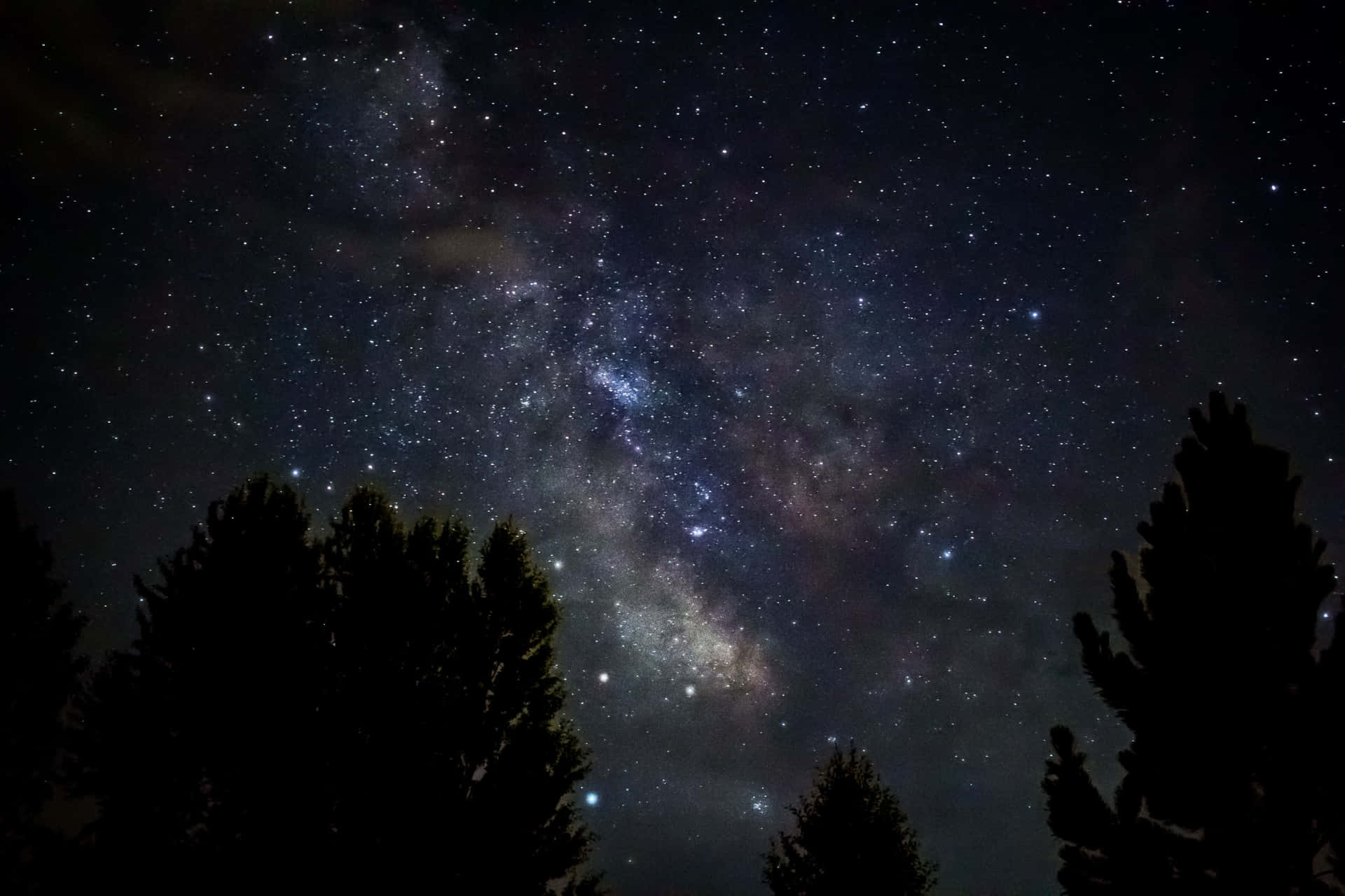 夜晚，銀河系在松樹剪影上方閃耀。