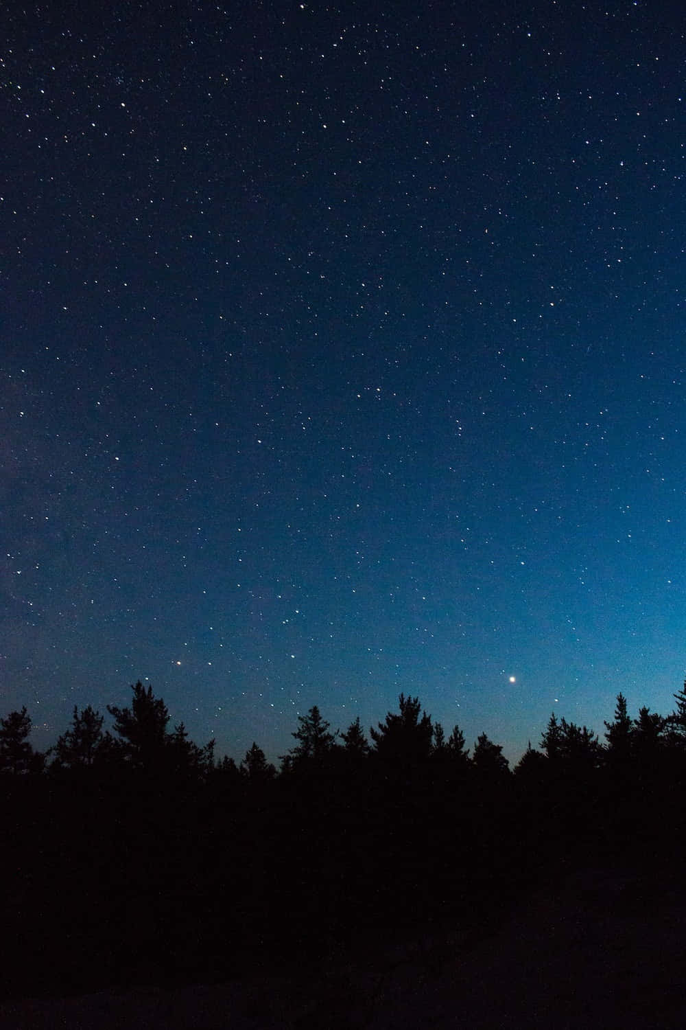 星空與月亮下的森林 壁紙 — 繁星點點的夜空，從深藍色漸變到地平線附近的淺藍色，上方是松樹的黑色剪影。
