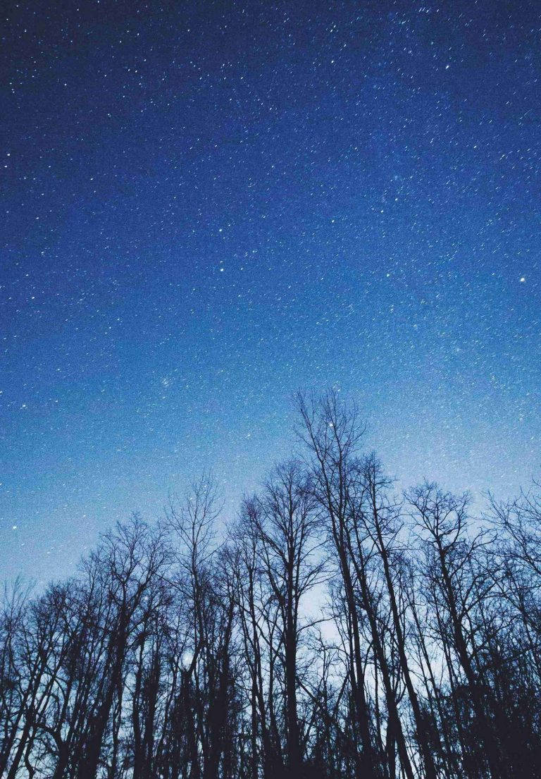 星空下光禿樹木的剪影