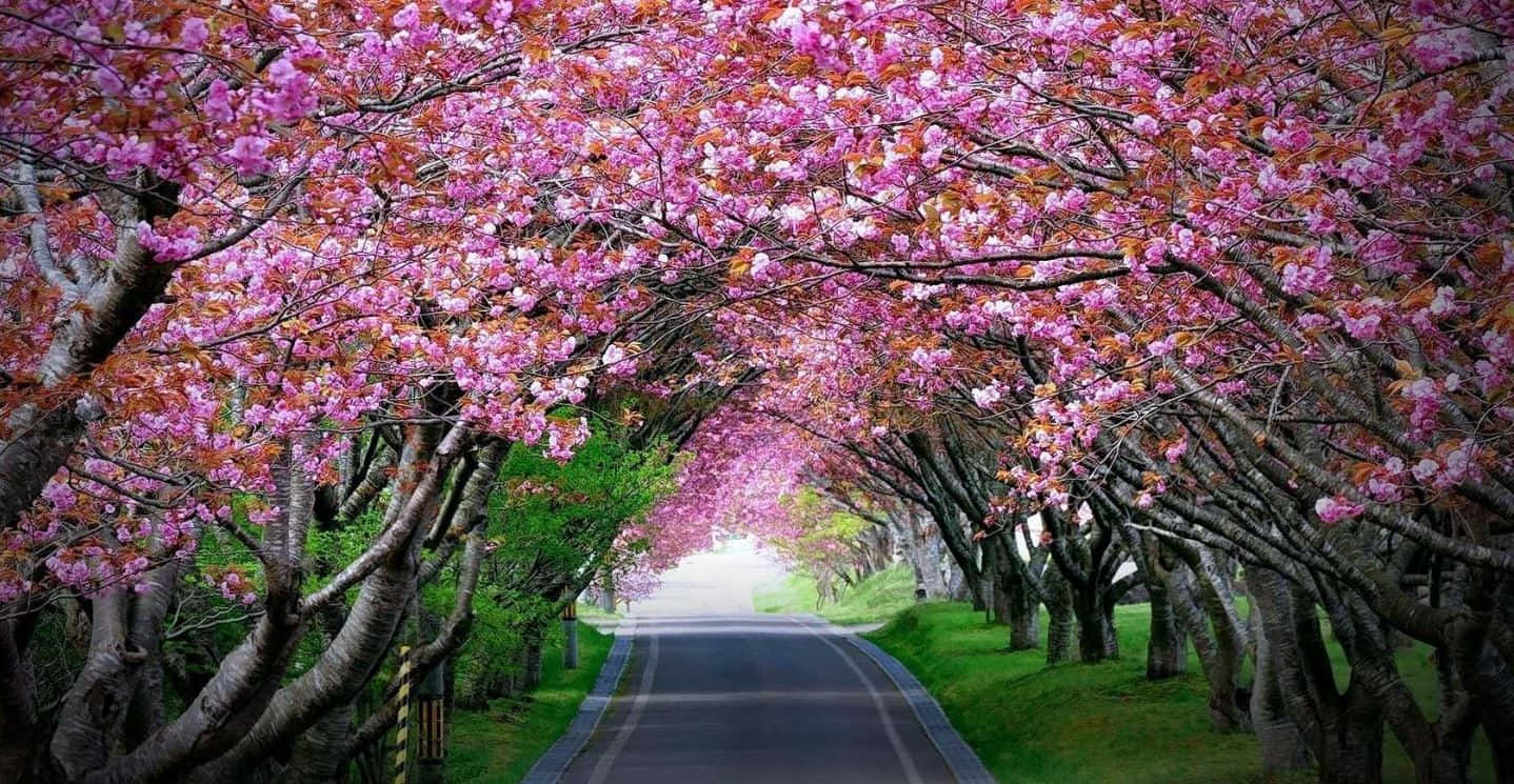 Flower Tree 桌布 壁紙 — 春天，一條蜿蜒的道路被粉紅色的櫻花樹冠環繞，形成生機勃勃的拱形。