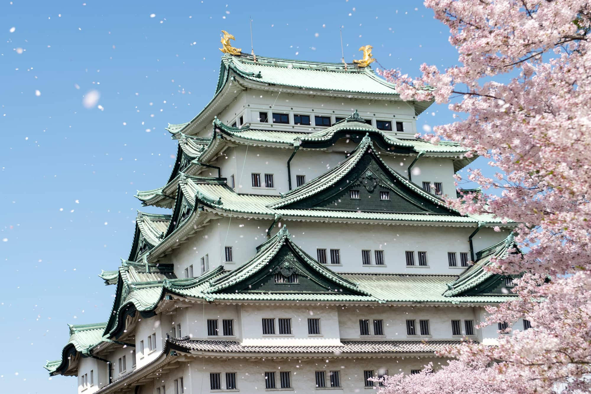 春季名古屋城 壁紙 — 一座雄偉的日本城堡，擁有綠色瓦片屋頂，矗立在清澈的藍天下，被盛開的粉紅色櫻花環繞。
