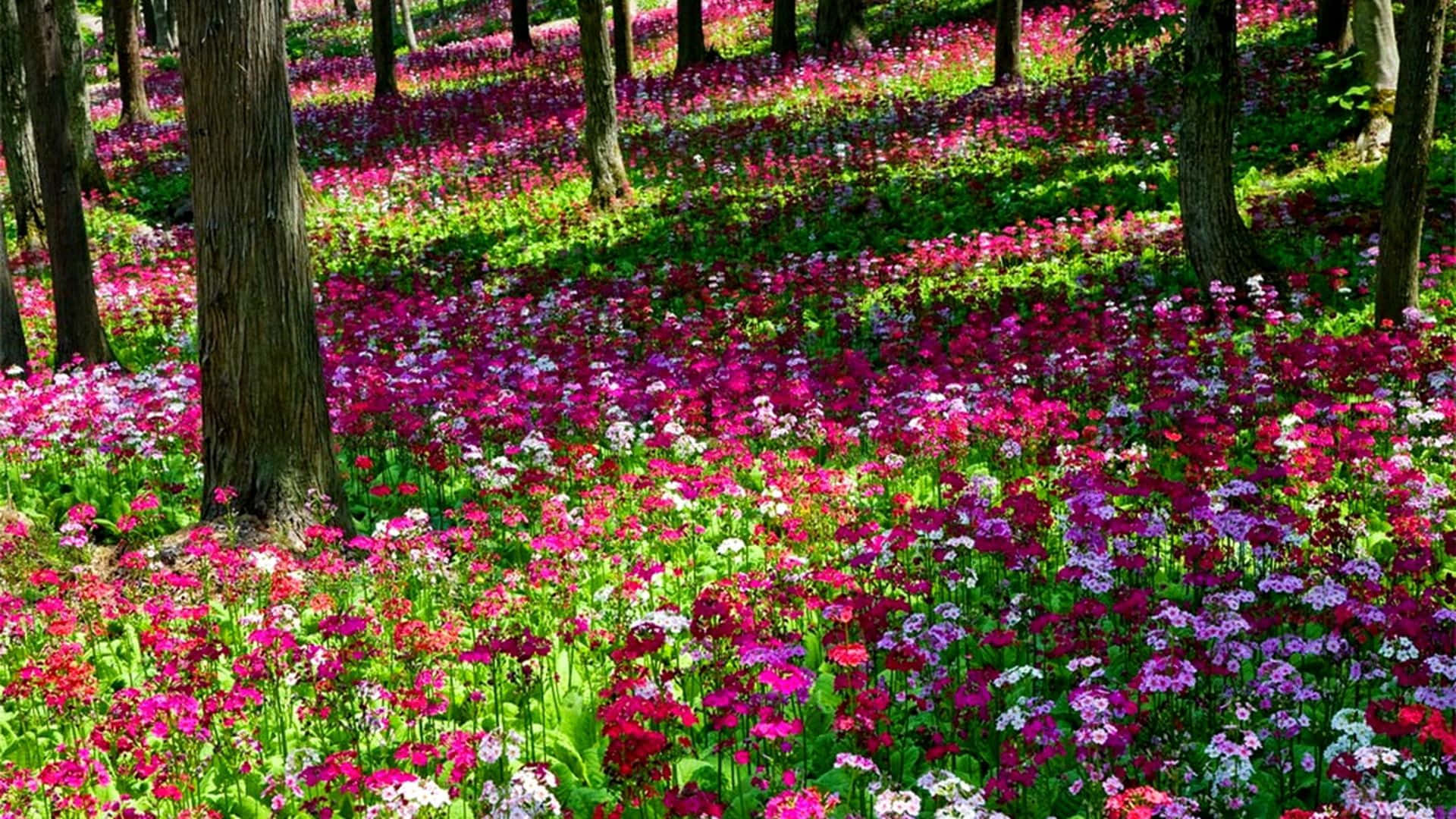 春季森林花園圖 壁紙 — 陽光普照的森林地面，在高大的樹木下綻放著充滿活力的粉紅色、紫色和白色花朵。