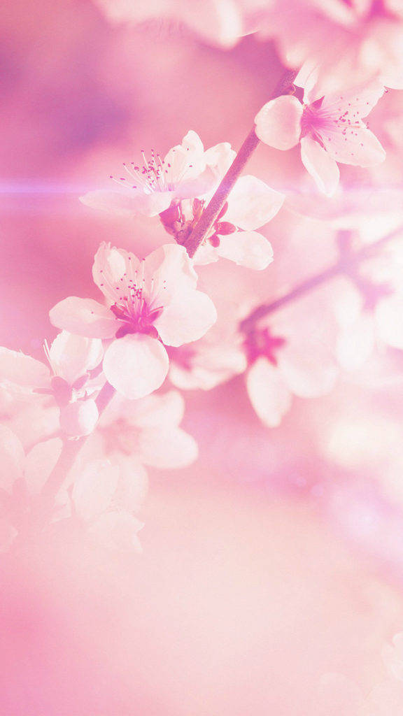 春季櫻花 iPhone 壁紙 — 柔和的粉紅櫻花在樹枝上細膩綻放，背景是夢幻的粉彩粉紅色，帶有柔和鏡頭光暈。