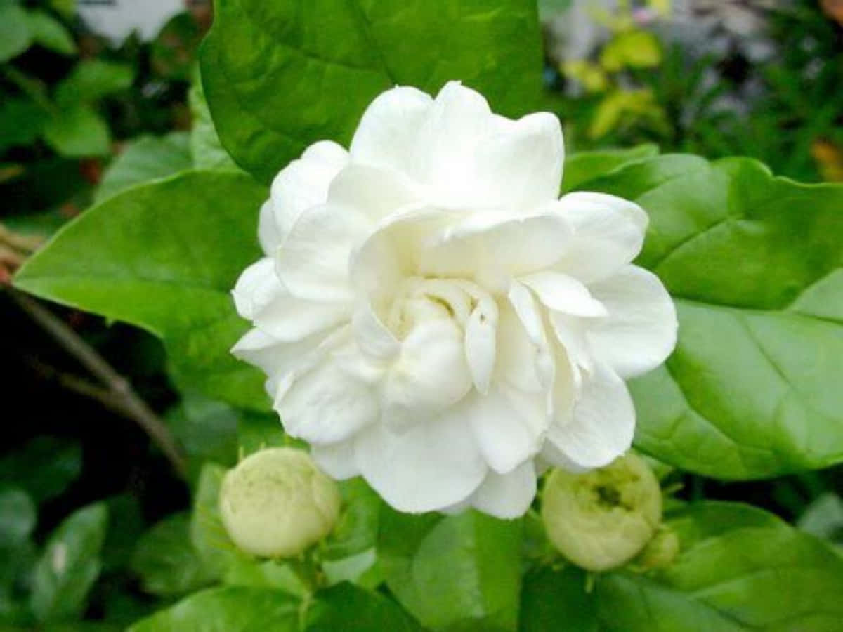花園中一朵帶有綠葉和花蕾的白色茉莉花。