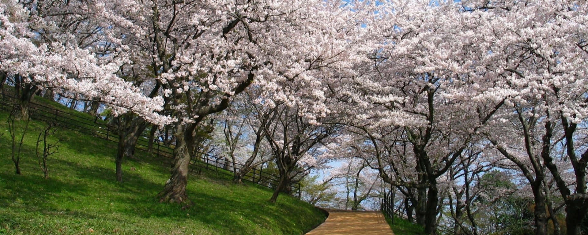 盛開的櫻花樹排列在一條蜿蜒的小路兩旁，穿過綠色的公園。