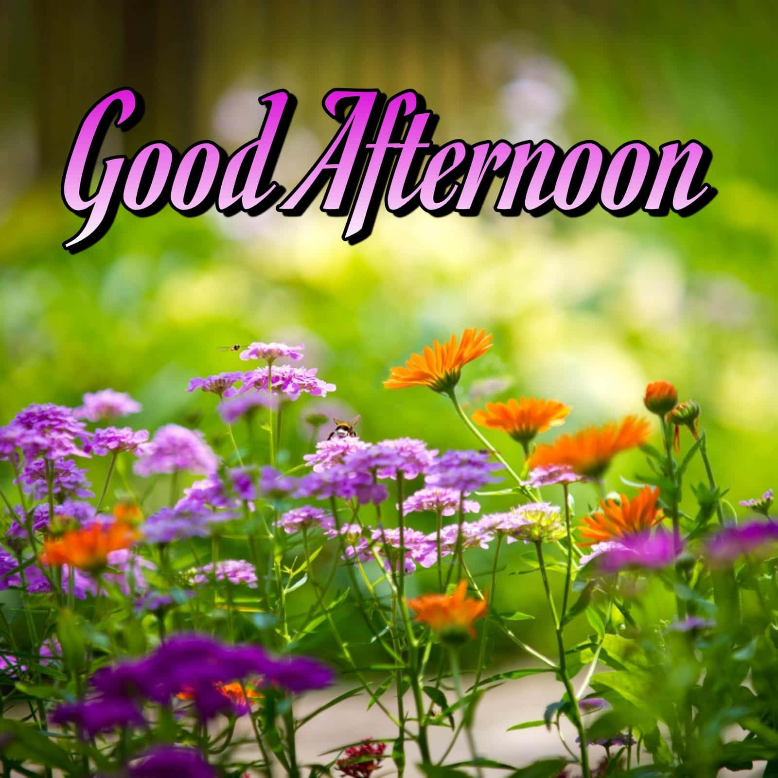紫色和橙色野花，帶有蜜蜂和「Good Afternoon」文字，在陽光明媚的花園中。