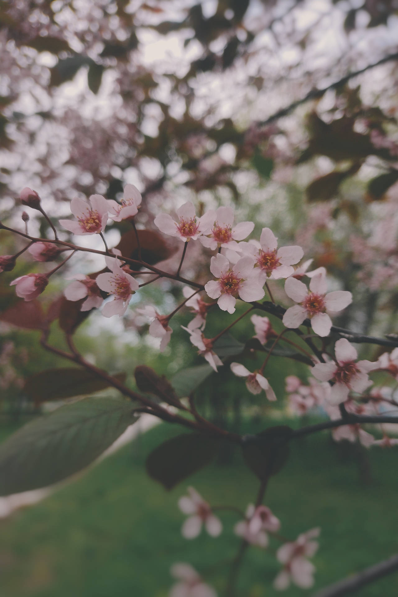 春季花園中深色樹枝上的粉紅色櫻花。