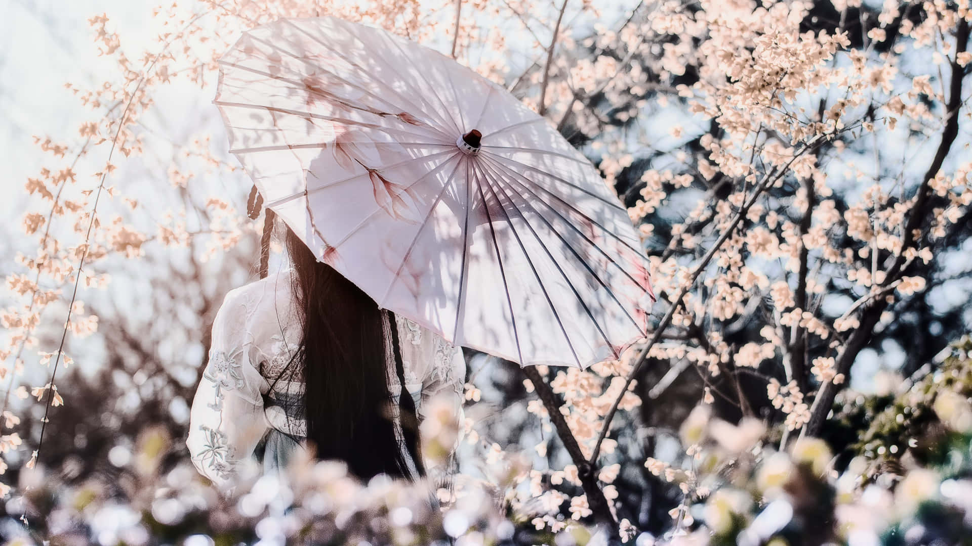 春天櫻花中手持白色雨傘的人。