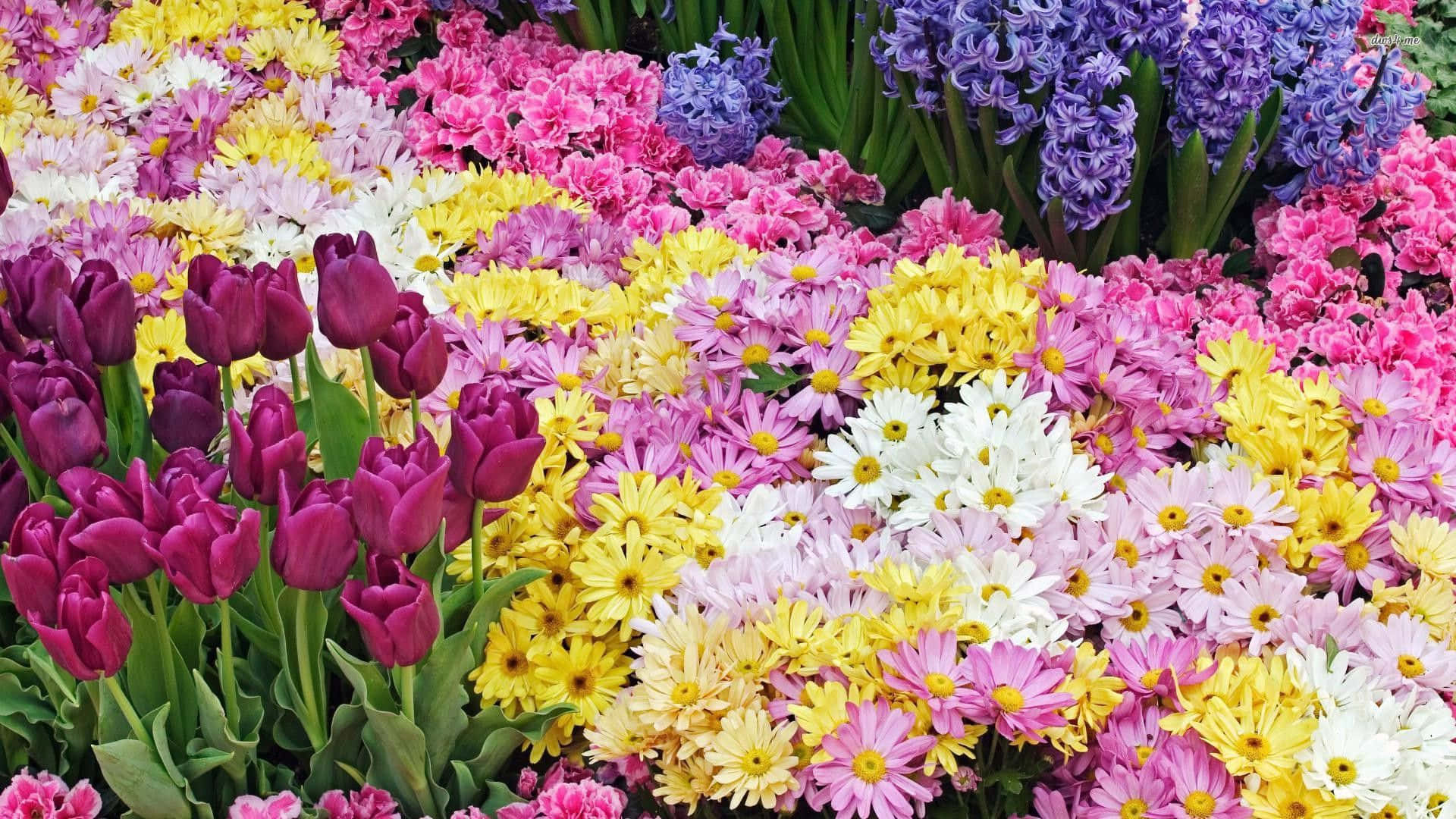 充滿活力的春日花園，綻放著色彩繽紛的鬱金香、雛菊和風信子。