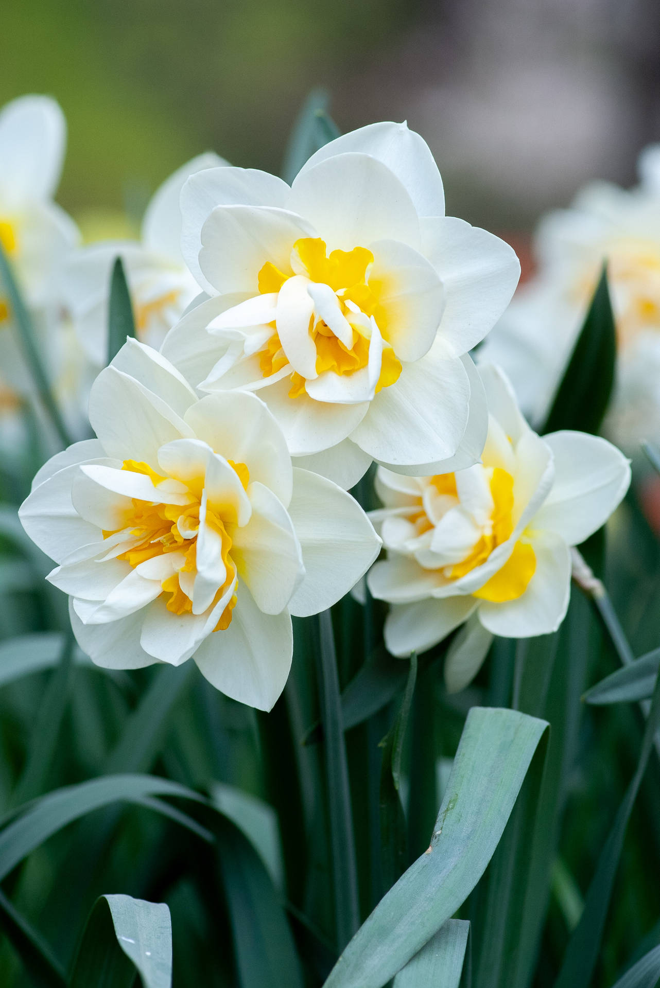 花園中盛開的白色水仙花，帶有黃色花心。