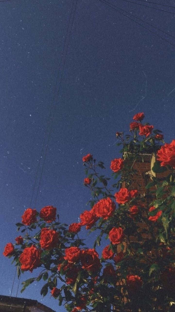 紅玫瑰在繁星點點的夜空下盛開，電線清晰可見。
