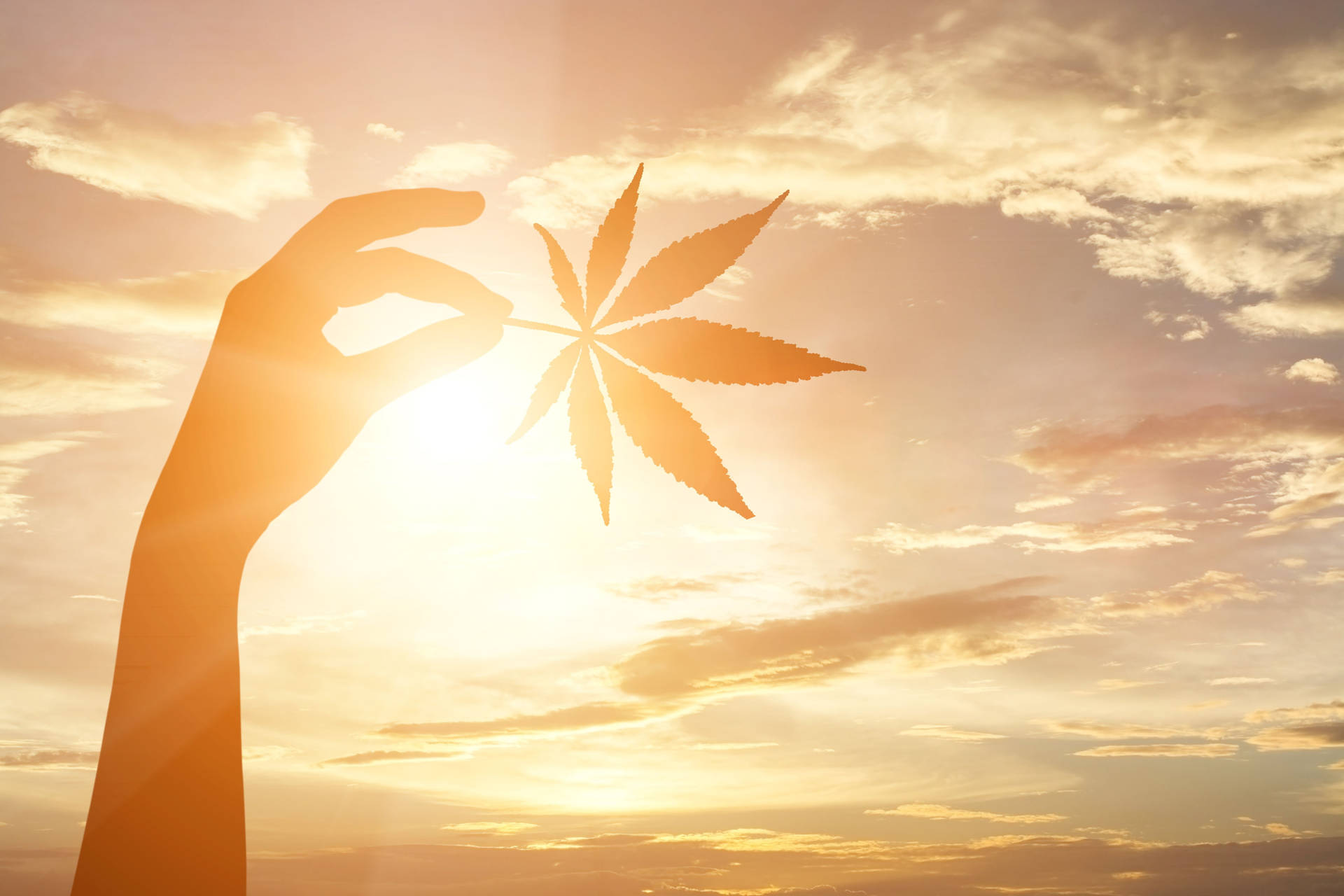 剪影：一隻手在金色日落天空前拿著大麻葉。
