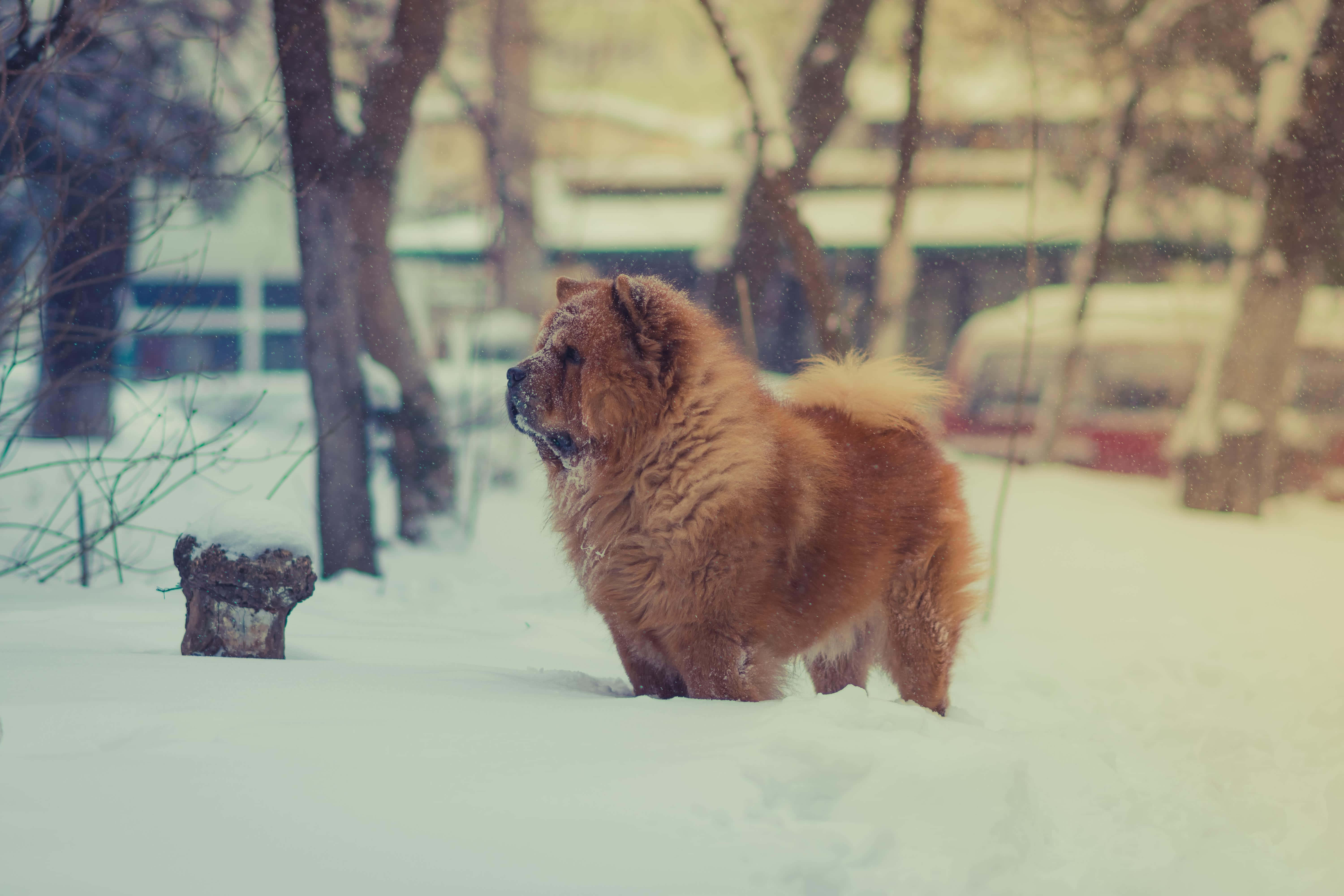 「時尚潮流：可愛 Chow Chow」 壁紙 — 一隻毛茸茸的棕色鬆獅犬在深雪中警覺地站立，周圍是光禿禿的冬季樹木和飄落的雪花。