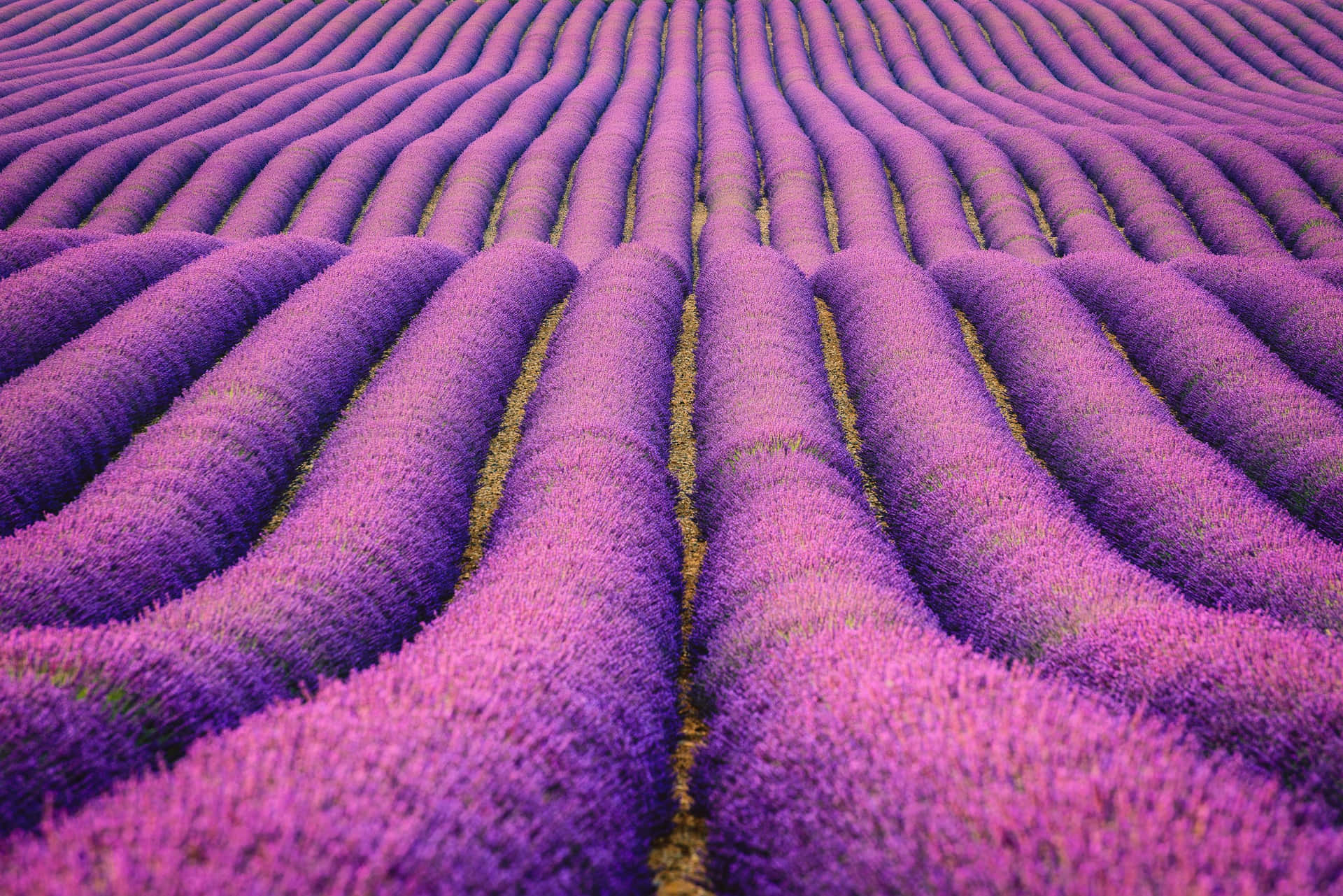 陽光普照的田野中，紫色薰衣草花朵形成波浪狀排列。