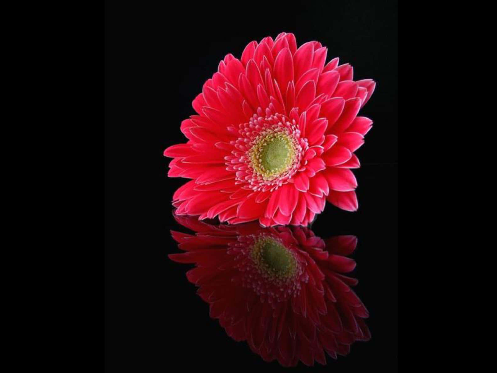 時尚雛菊花圖 壁紙 — 一朵鮮豔的粉紅色非洲菊雛菊，帶有黃色中心，放置在反光的黑色表面上，形成對稱的鏡像。