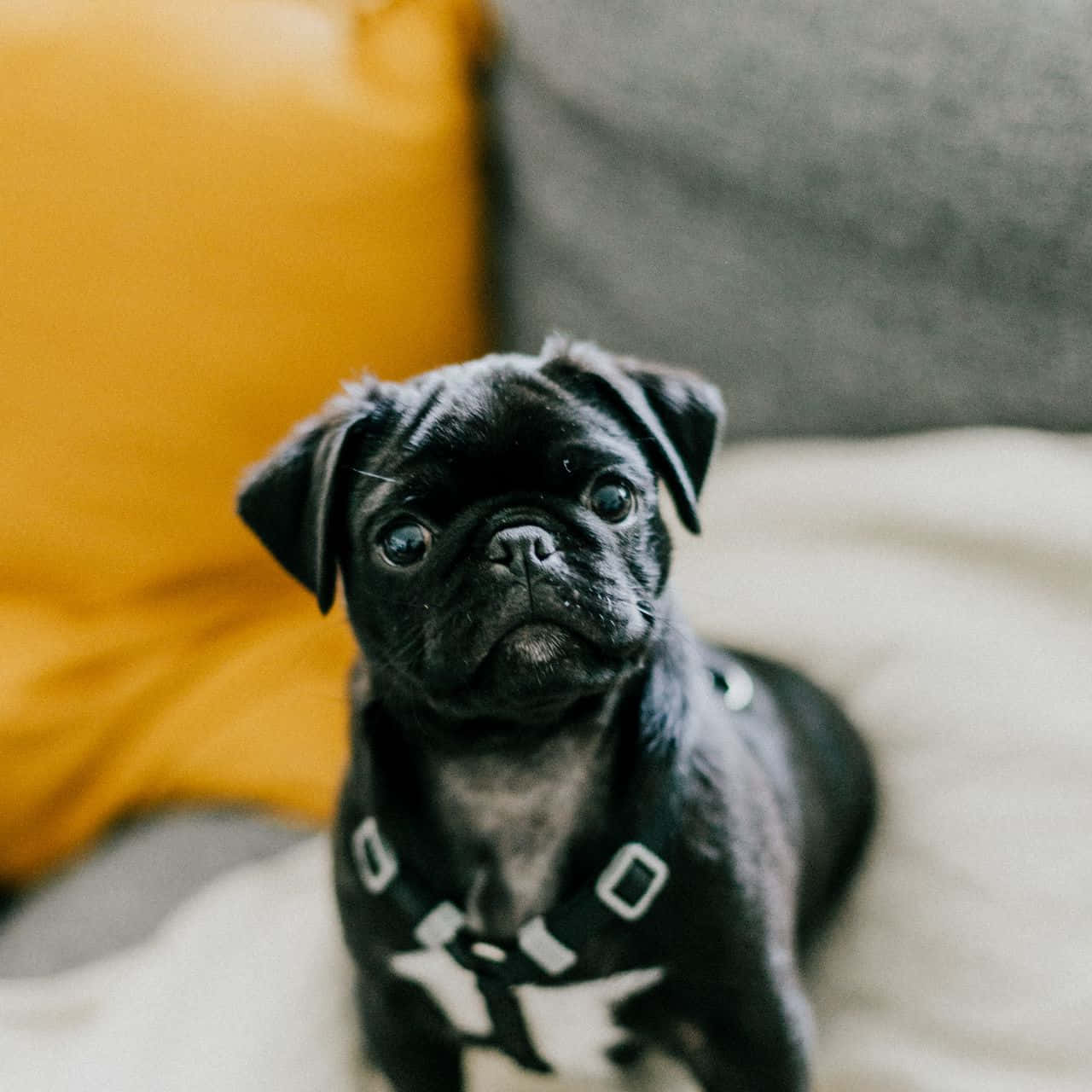 黑色八哥犬幼犬穿著白色胸背帶坐在有黃色和灰色靠墊的沙發上