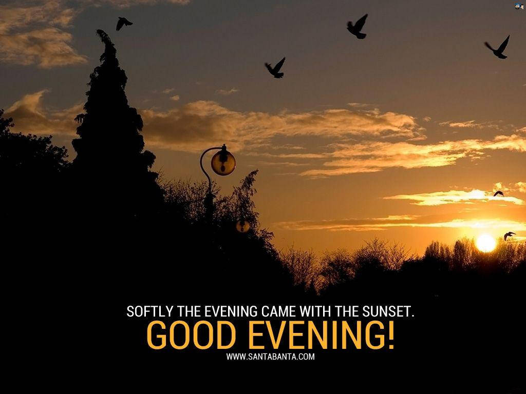 晚安飛鳥 壁紙 — 剪影鳥兒在金色夕陽天空翱翔，越過暗樹和復古街燈。
