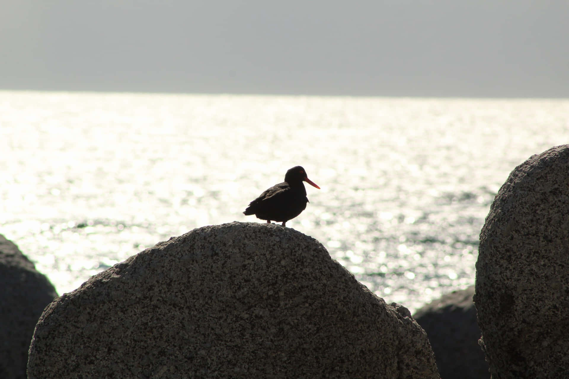 黑鳥紅喙棲息在海邊岩石上