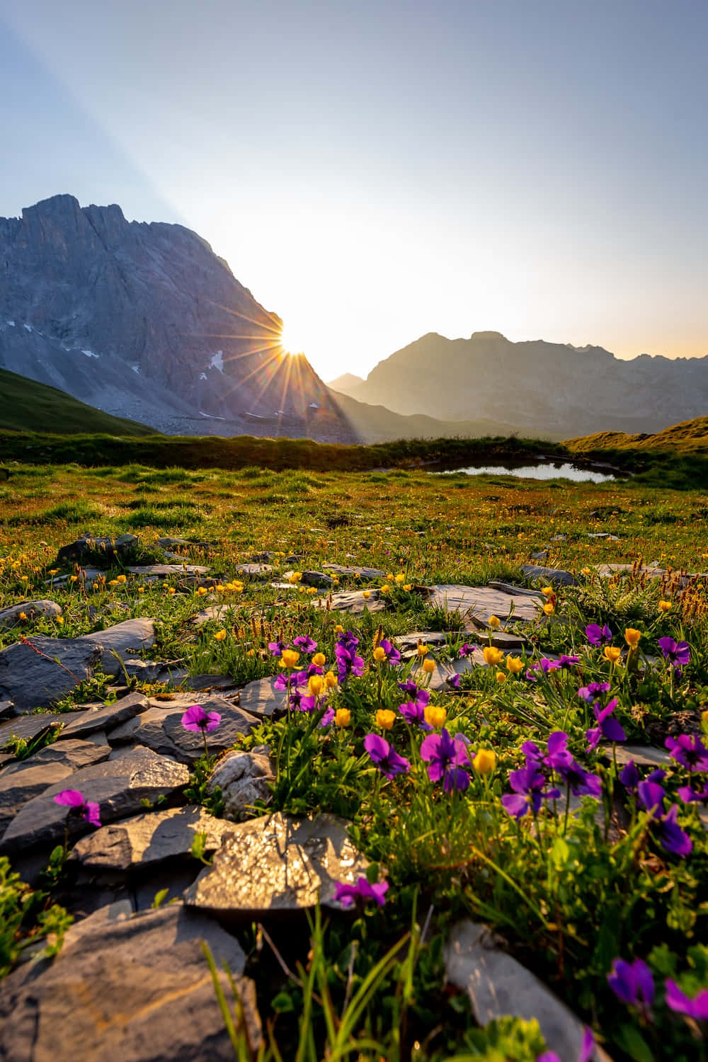 晨光花田 壁紙 — 夕陽光芒從崎嶇山脈後迸發，照亮了散落岩石間長滿紫色和黃色野花的草地。