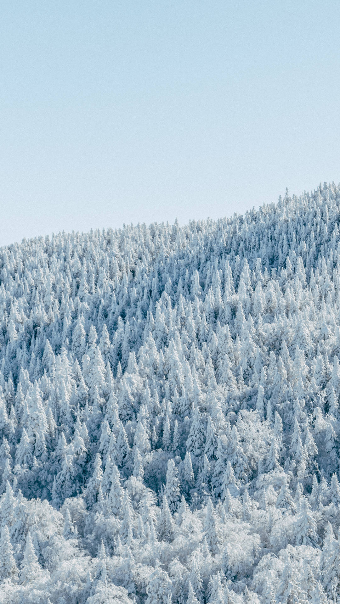 在清澈藍天下，山丘上積雪的松樹。