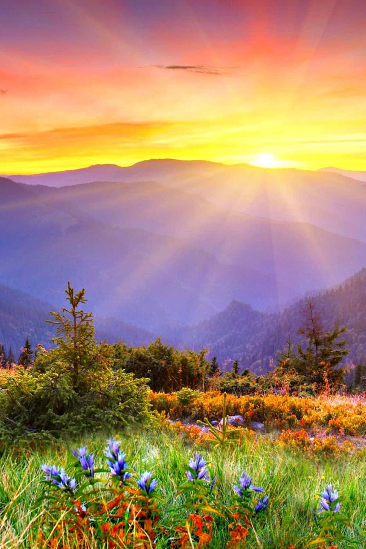 晨曦太陽 壁紙 — 夕陽穿透山峰，照耀著一片紫色野花和金色草地的田野。