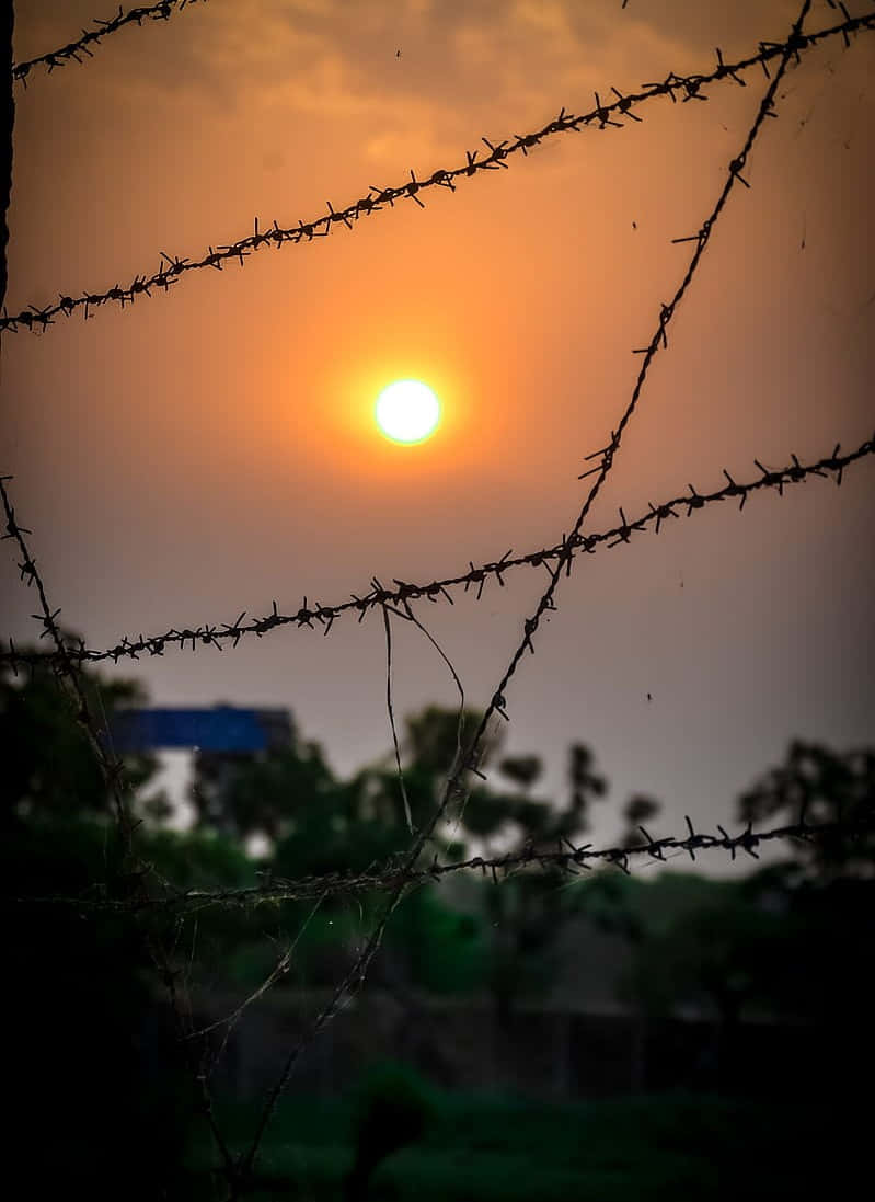晨曦與鐵絲網 壁紙 — 夕陽在鐵絲網剪影後發光，映襯著朦朧的橙色天空和下方模糊的綠色樹葉。