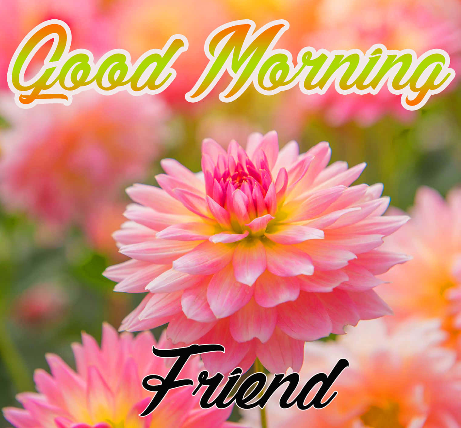 帶有 'Good Morning Friend' 文字問候的粉紅色大麗花。