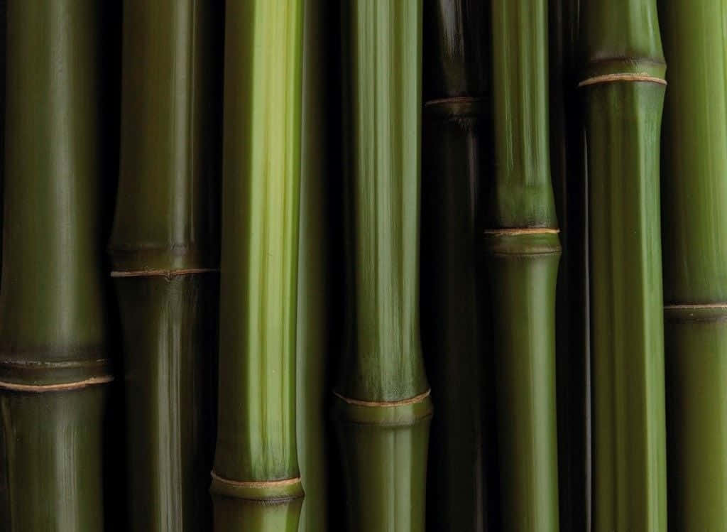 晨霧中的竹林 壁紙 — 特寫鏡頭：茂密翠綠的竹莖，表面光滑有棱紋，自然竹節，柔和光線。