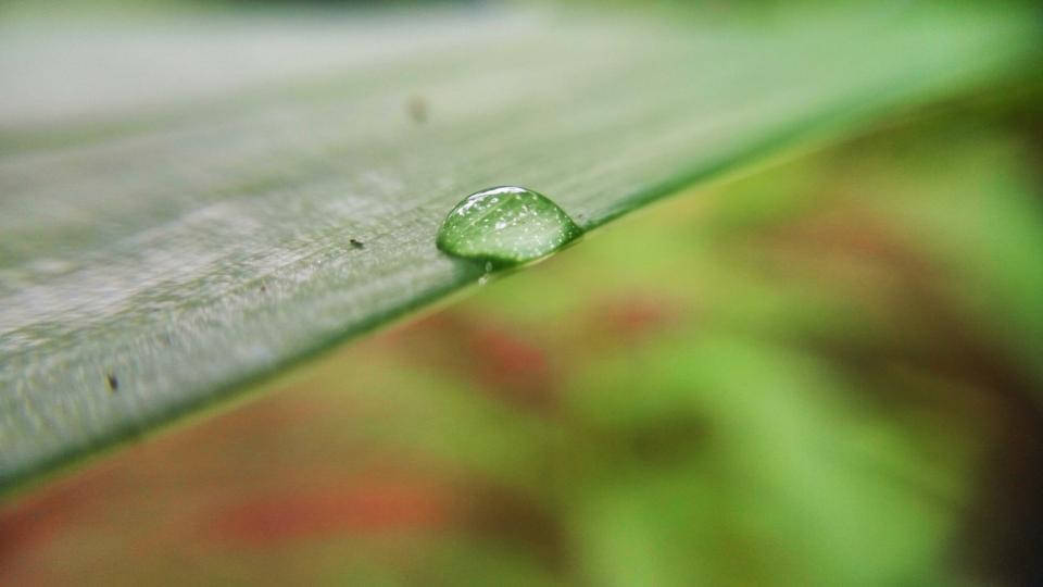 綠葉上露珠的特寫，背景柔和模糊。