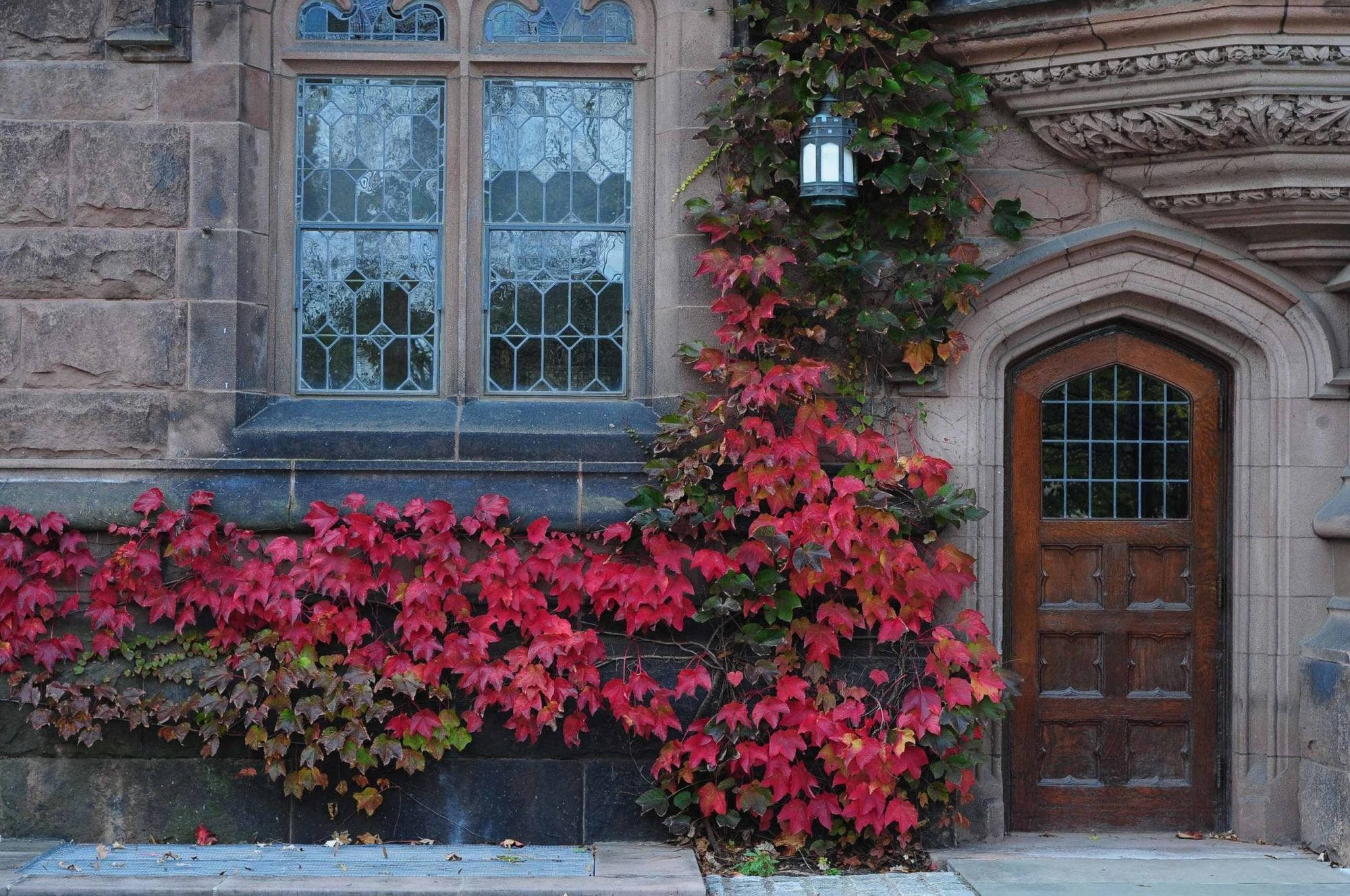 普林斯頓大學粉紅色五葉地錦 壁紙 — 鮮豔的紅色常春藤在石牆上傾瀉而下，在秋天環繞著彩繪玻璃窗旁邊的木門。