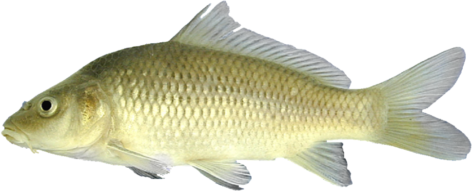 普通鯉魚側面圖 壁紙 — 一條淡金色鯉魚，帶有細緻鱗片和半透明魚鰭，在純黑背景中游動。