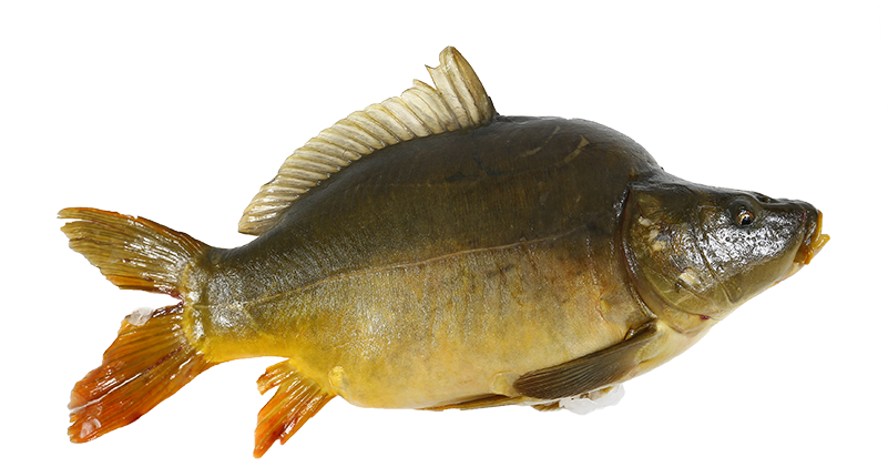 普通鯽魚側面圖 壁紙 — 一張金色鯉魚的詳細照片，魚鰭和鱗片呈橙色，背景為黑色。