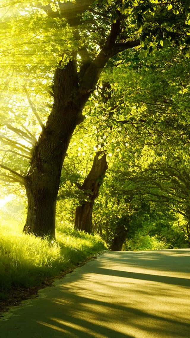 晴日路旁樹林 壁紙 — 陽光穿過茂密的綠樹，在蜿蜒的森林道路上投下斑駁的陰影。