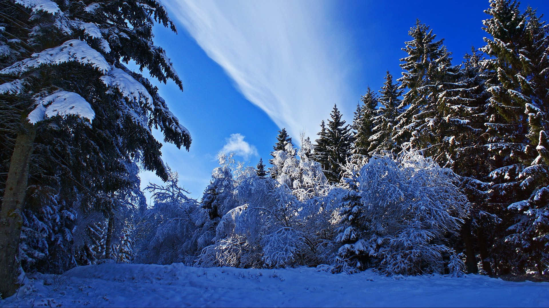 晴朗冬日的美麗風景 壁紙 — 白雪覆蓋著常綠樹，在寧靜的冬日森林中，藍天白雲，陽光燦爛。