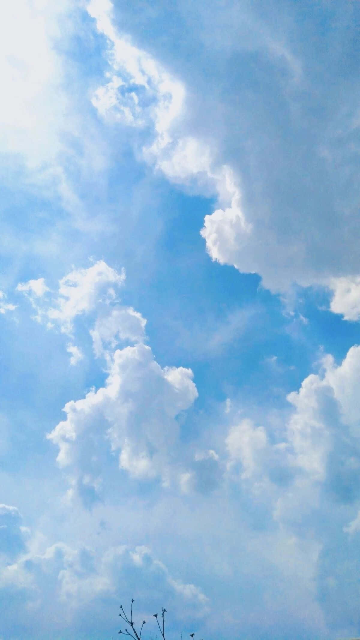 晴空一隅，單雲悠然 壁紙 — 廣闊的藍天，充滿蓬鬆的白雲，底部有光禿禿的樹枝。