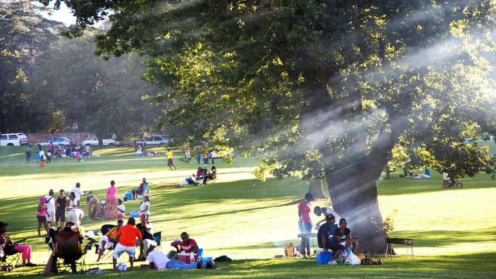 晴空下公園野餐 壁紙 — 陽光穿過大樹的樹冠，在生機勃勃的公園中投下斑駁的陰影，人們在鮮綠的草地上放鬆和玩耍。