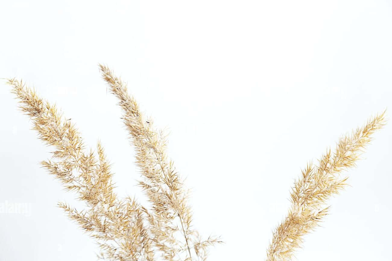 晴空下的 Pampas Grass 背景 壁紙 — 精緻的金色蒲葦羽狀花穗在柔和的自然光下，在純白背景上優雅地升起。