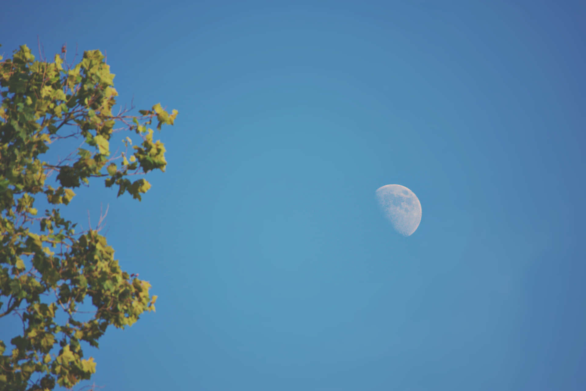 新月在樹枝上方清晰可見，背景是晴朗的藍天。
