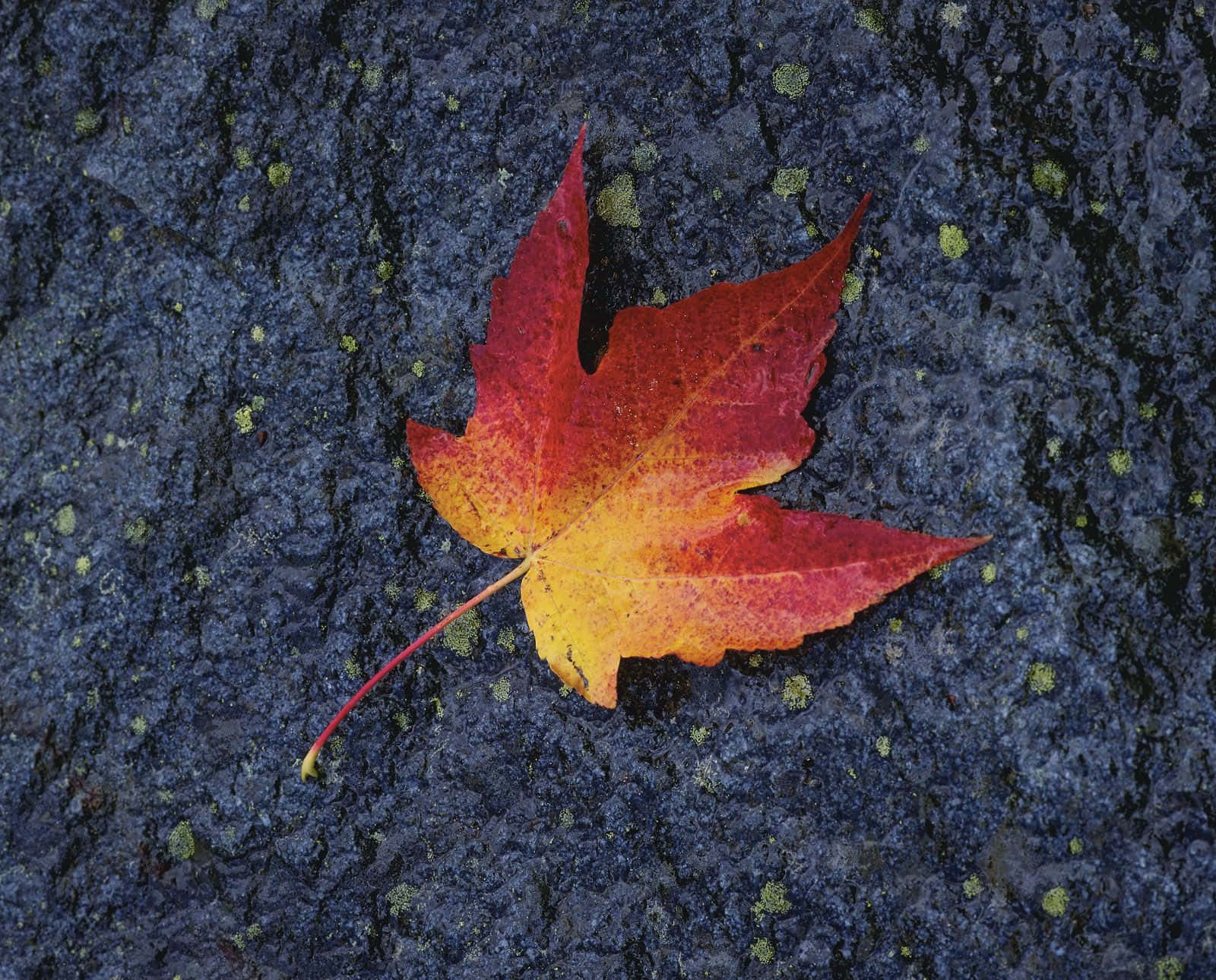 晶瑩露珠點綴的綠葉 壁紙 — 一片鮮豔的紅黃楓葉躺在佈滿綠色地衣的深色紋理石面上。