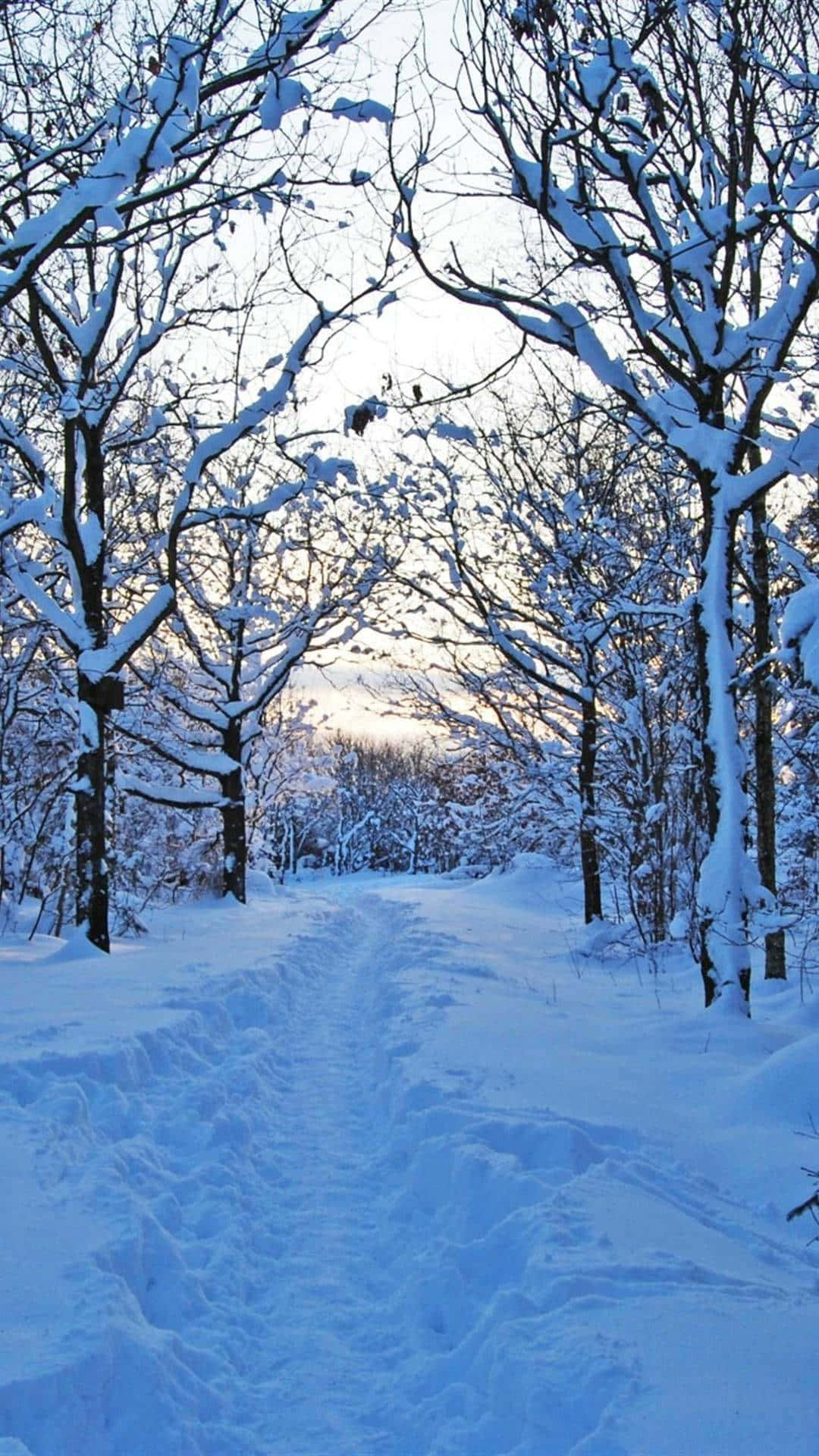 暖身於冬季仙境 壁紙 — 一條白雪覆蓋的森林小徑蜿蜒穿過光禿禿的樹木，在黃昏柔和的冬日天空下。